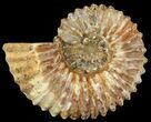 Bumpy Douvilleiceras Ammonite - Madagascar #53324-1